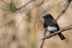 Black Phoebe