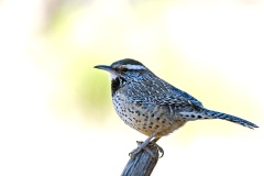 Cactus Wren