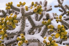 Snow on Cholla cactus