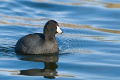 American Coot