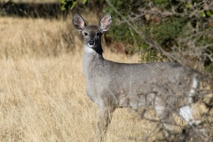 Coues Deer (subspecies of White-tailed Deer