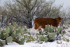Cow and Prickly Pear