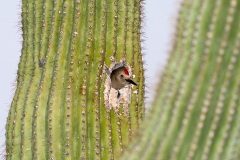 Gila Woodpecker in Saguaro nest hole