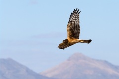 Northern Harrier