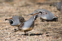 Gambel's Quail