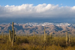 Saguaro forest, Saguaro National Park