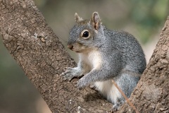 Arizona Grey Squirrel