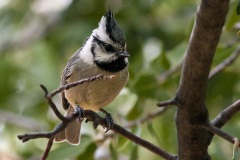 Bridled Titmouse