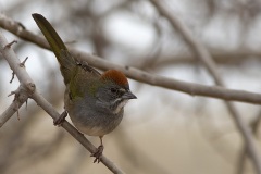 Green-tailed Towhee