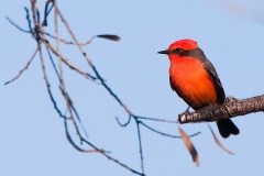 Vermilion Flycatcher