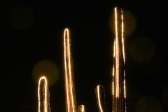 Saguaros with Christmas lights, Tucson