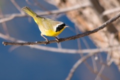 Common Yellowthroat