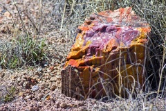 Fragment of petrified log, Rainbow Forest