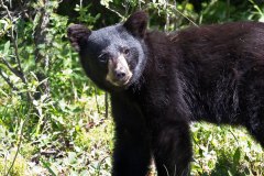 Juvenile Black Bear