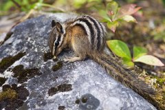 Yellow-pine Chipmunk finds a snack