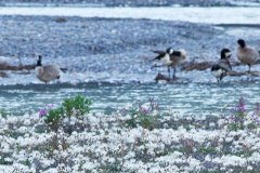 Canada Geese