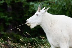 Hillbilly goat