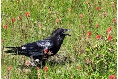 Common Raven, overheating in hot sun