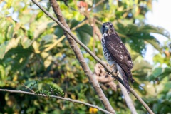 Broad-winged Hawk, juvenile