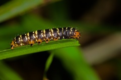 Unidentified caterpillar