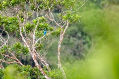 Lovely Cotinga, one of the rarest birds in Belize