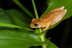 Cricket Treefrog