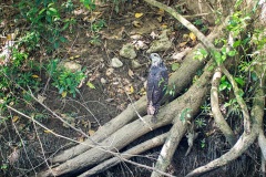 Great Black-hawk, juvenile