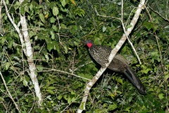 Crested Guan, roosting