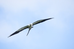 Swallow-tailed Kite with prey (see lizard tail protruding from talons)