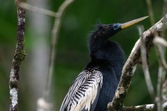 Anhinga