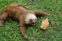 Orphaned baby Hoffmans Two-toed Sloth at Sloth Rescue Center