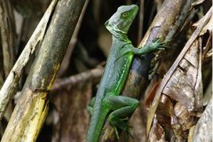 Plumed Basilisk, female