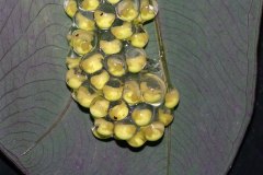 Frog eggs