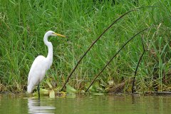 Great Egret