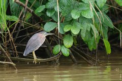 Green Heron