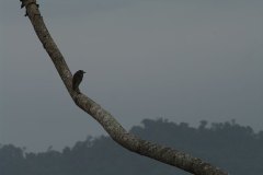 Yellow-crowned Night Heron