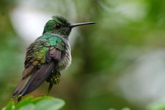 Blue-chested Hummingbird, female