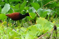 Northern Jacana