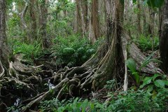 Tree buttresses, Cahuita National Park