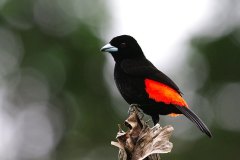 Passerin's Tanager