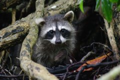 Northern Raccoon