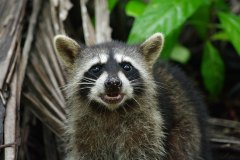 Northern Raccoon