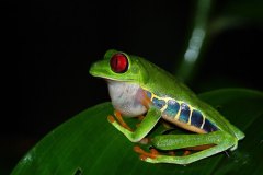 Red-eyed Tree Frog, male, vocalising
