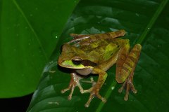 Masked Tree Frog, male