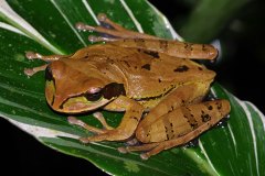 Masked Tree Frog, female laying eggs
