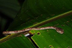 Blunt-headed Tree Snake