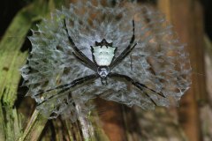 Orb-weaving spider, Argiope sp