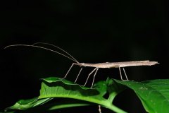 Stick Insect