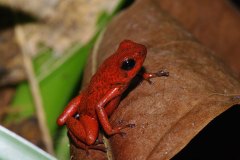 Strawberry Poison Dart Frog