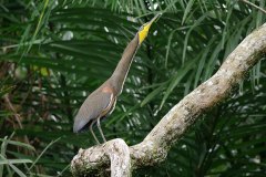 Bare-throated Tiger Heron, vocalising